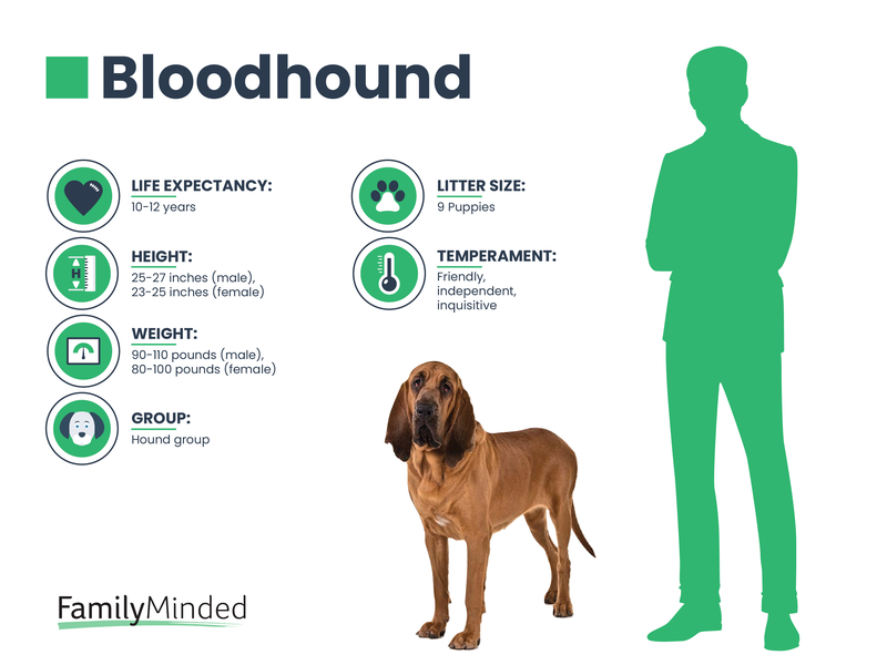 Bloodhound breed