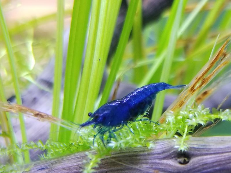 Blue dwarf shrimp