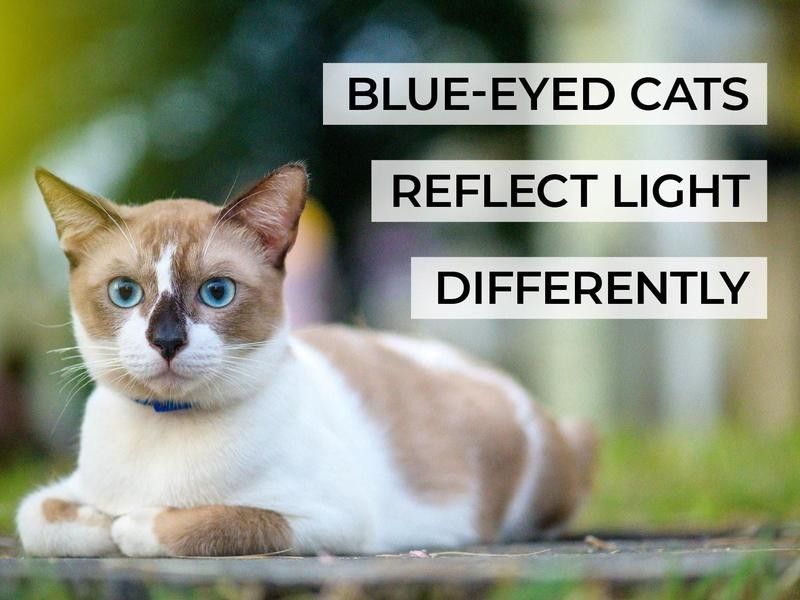 Blue-Eyed Cats Reflect Light Differently