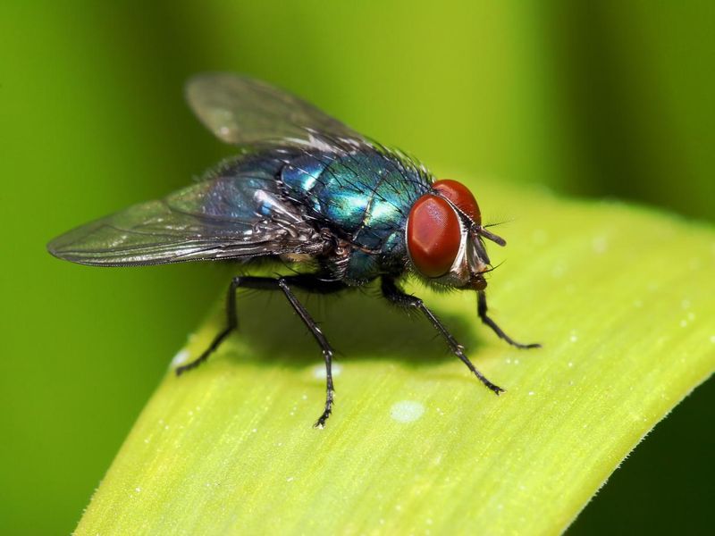 Blue fly with red eyes on blade of grass