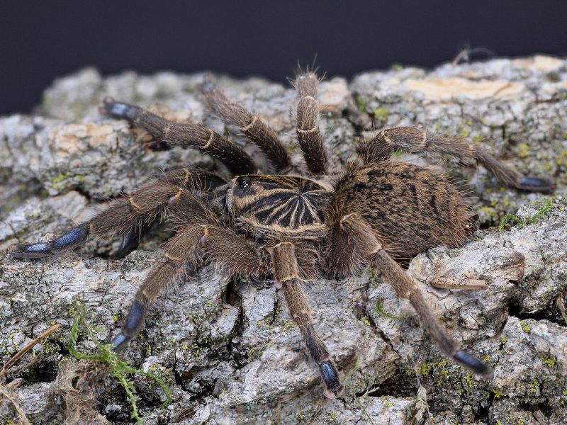Blue-Footed Baboon Spider