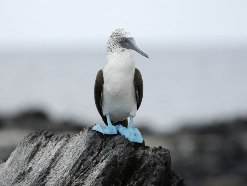Blue-footed booby in the Galapagos