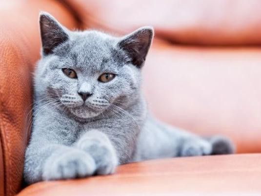 'Blue' Funny Cat Name