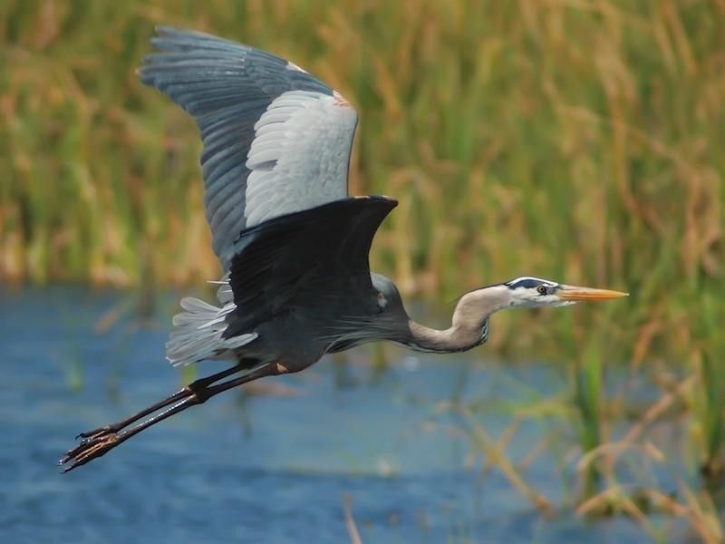 Blue Heron in the Everglades