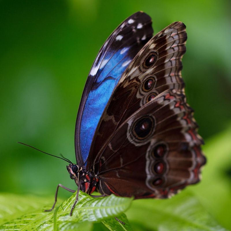 Blue Morpho Butterfly - Morpho Peleides sitting on a green leaf