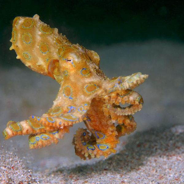 Meet the Adorable Octopus That Can Kill You in Minutes
