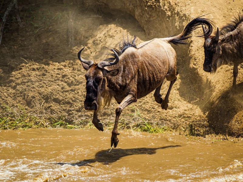Blue Wildebeest crossing the Mara River in Kenya