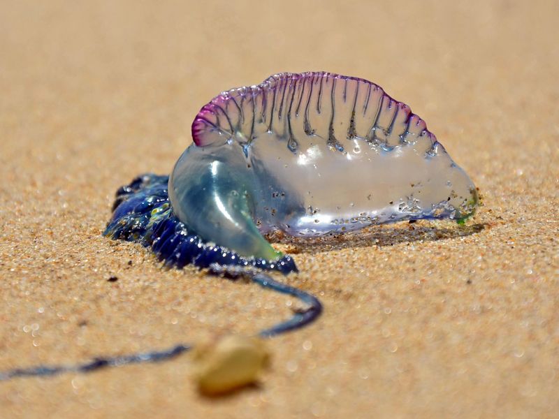 Bluebottle on sand