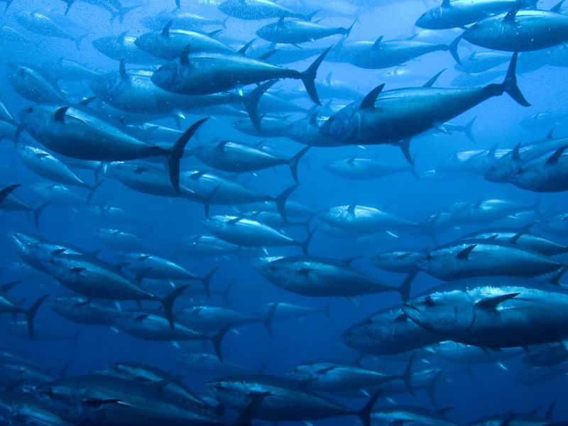 Bluefin tuna swimming