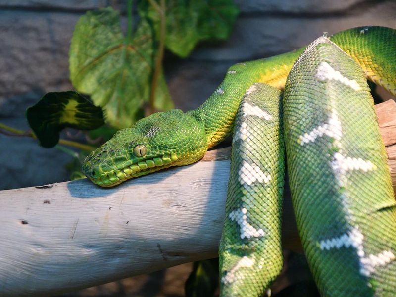 Boa constrictor mythology whose function, or green tree Boa (LAT. Corallus caninus)
