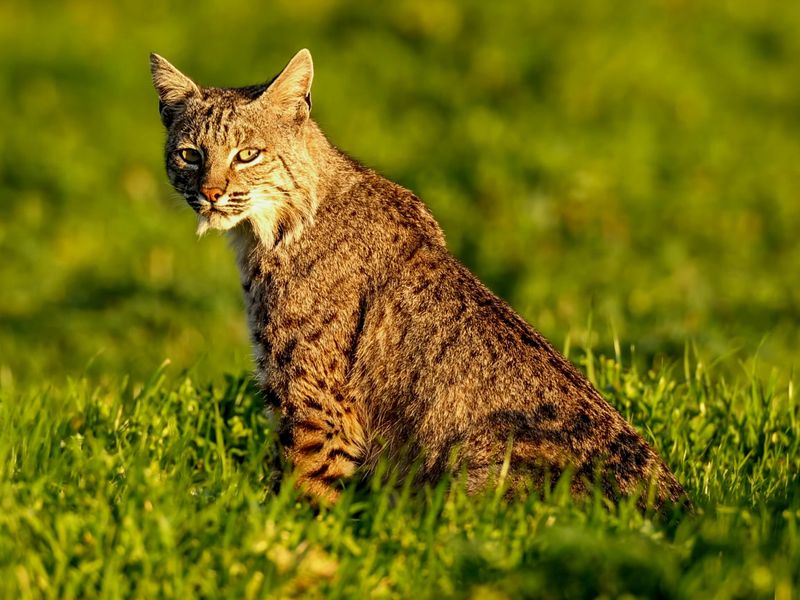 Bobcat sitting in grass