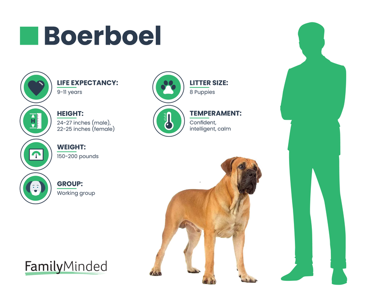 Boerboel breed info