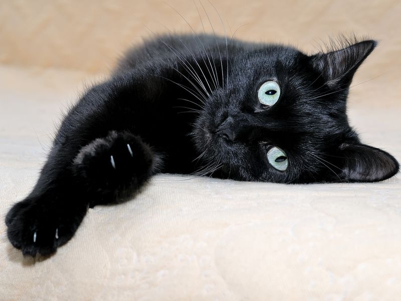 bombay black cat