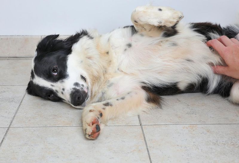Border Collie dog getting belly scratched