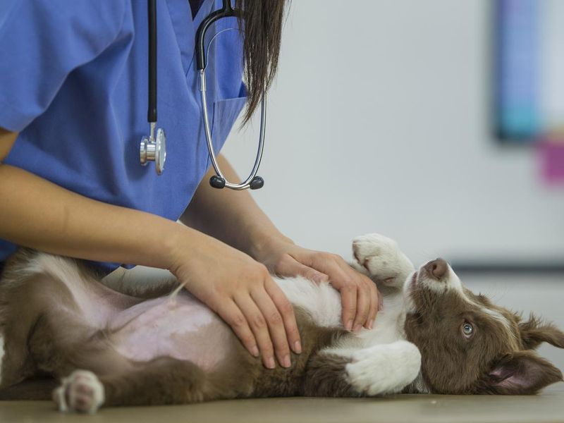 Border Collie Gets a Rub from Vet