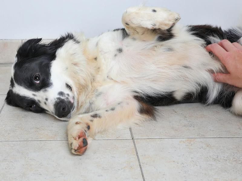 Border collie getting belly scratched