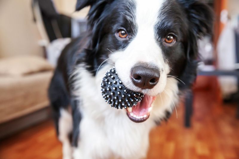 Border collie holding toy ball in mouth