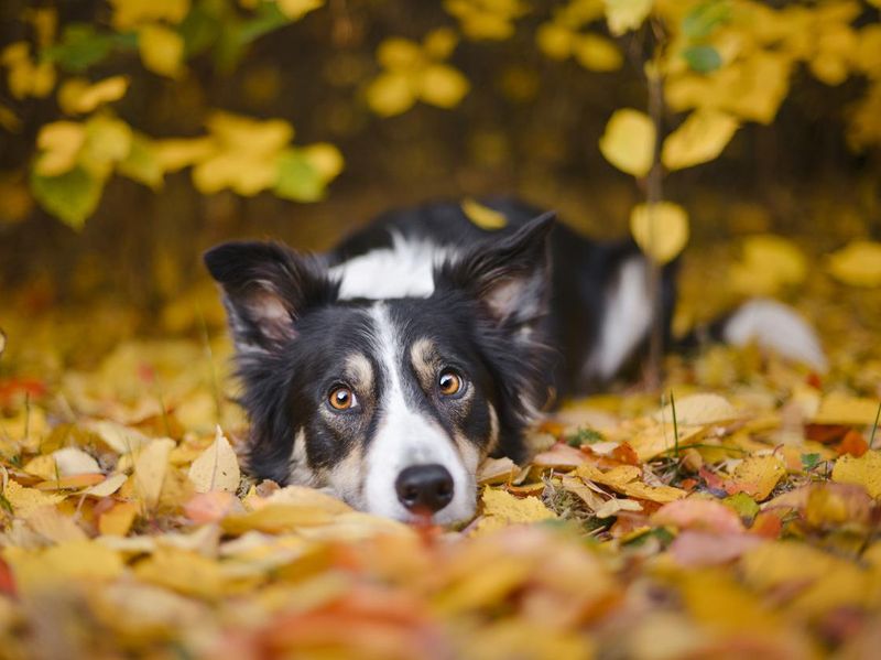 Border collie laying down in leaves