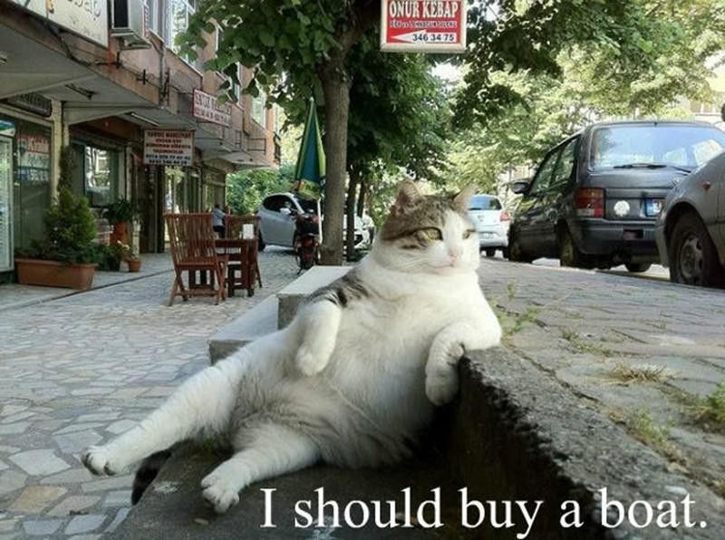 Boss cat meme, "Should I buy a boat?"
