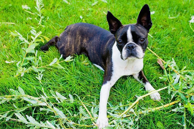 Boston Terrier laying on grass