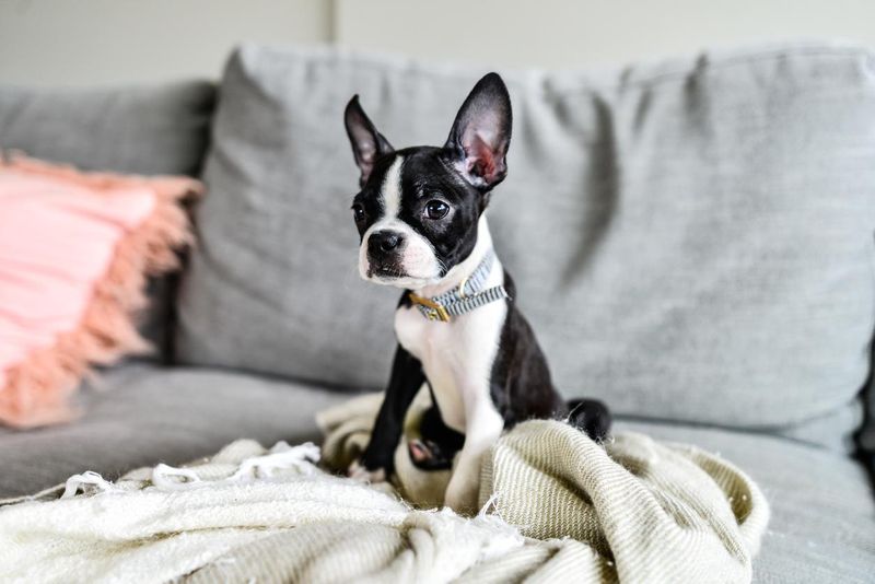 Boston terrier puppy with big ears indoors on couch