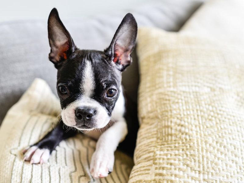 Boston Terrier Puppy with Big Ears Indoors on Couch