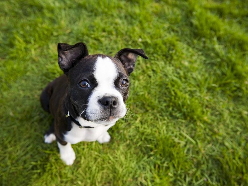 Boston terrier puppy