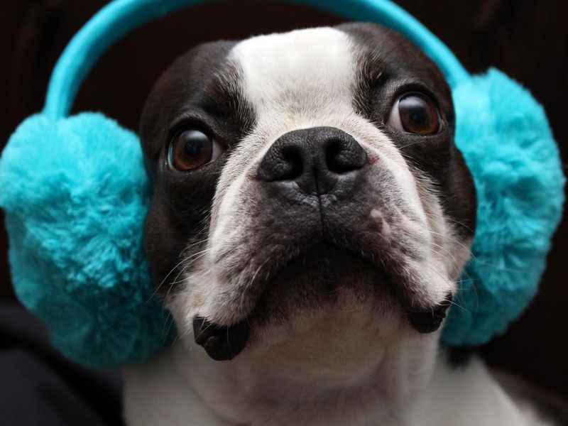 Boston terrier wearing earmuffs