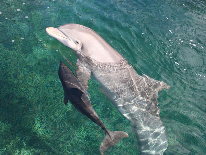 Bottlenose Dolphin and her calf swimming in sunlit water
