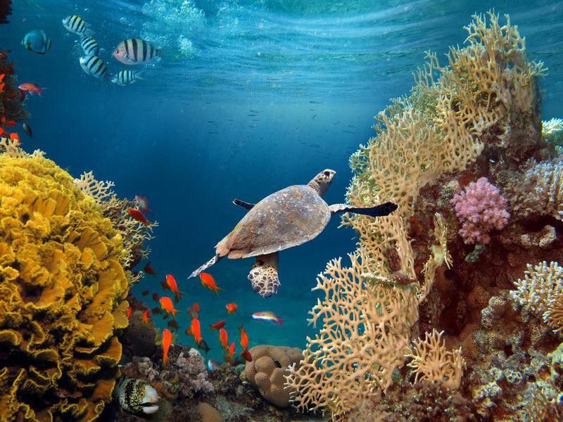 Bottom Line: Coral Reefs