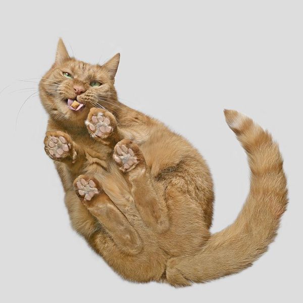 Cats Are Liquid, and These Pictures Prove It