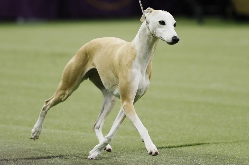 Bourbon, the whippet, competes during the 144th Westminster Kennel Club dog show, Tuesday, Feb. 11, 2020, in New York