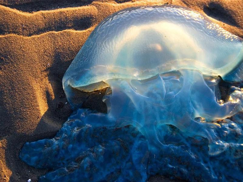 Box jellyfish washed up