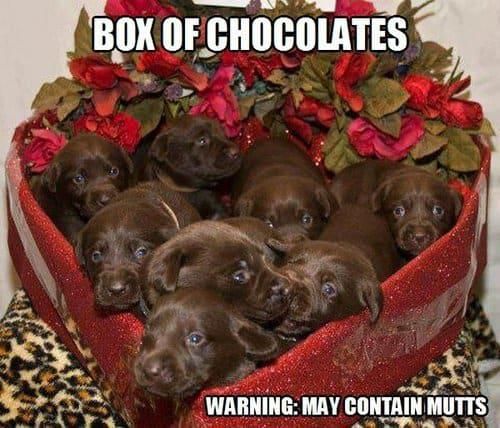 Box of chocolates dog meme