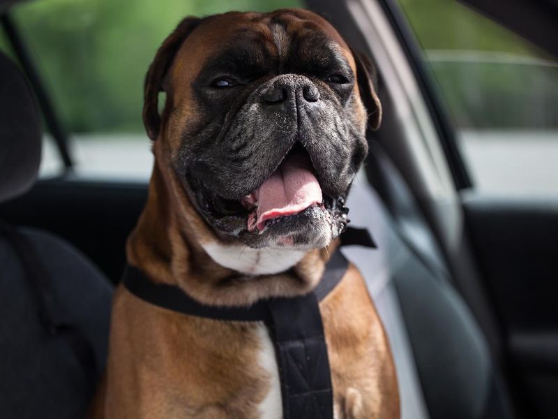 Boxer dog in the car