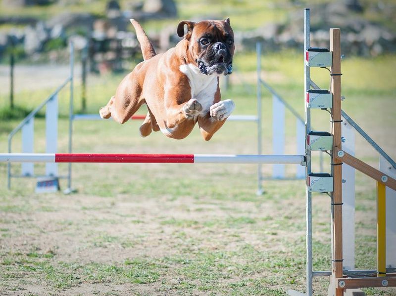 Boxer dog jumping