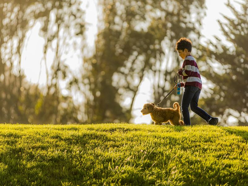 Boy Training Goldendoodle at Park