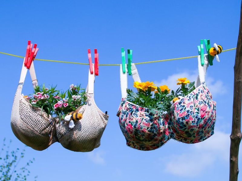 Bra on a washing line with plants growing in the cups