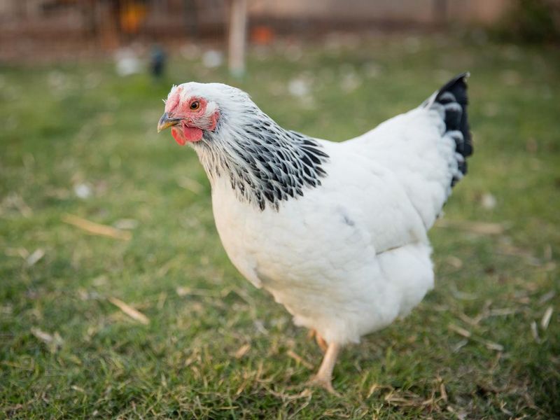 Brahma Chicken on Grass
