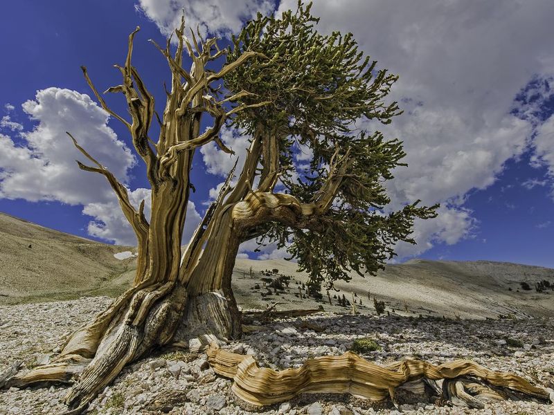 Bristlecone Pine Tree, the oldest tree in the world