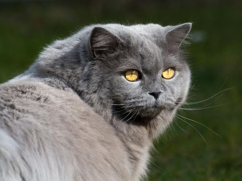 British Longhair cat (Highlander) with beautiful yellow eyes
