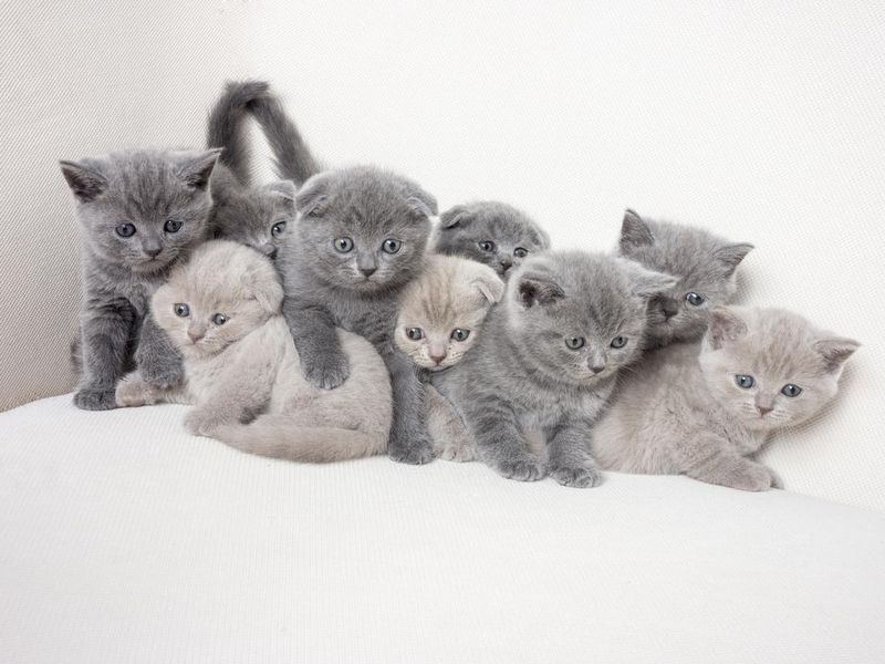 British shorthair kitten family