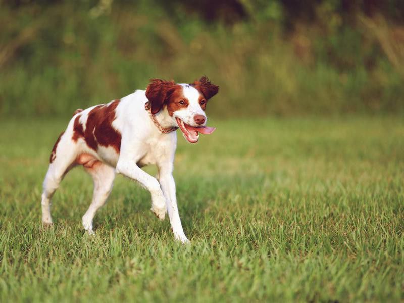 Brittany spaniel getting trained