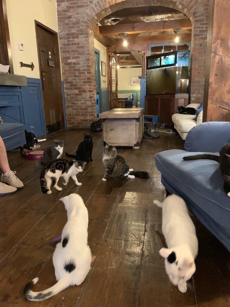 Brooklyn Cat Café