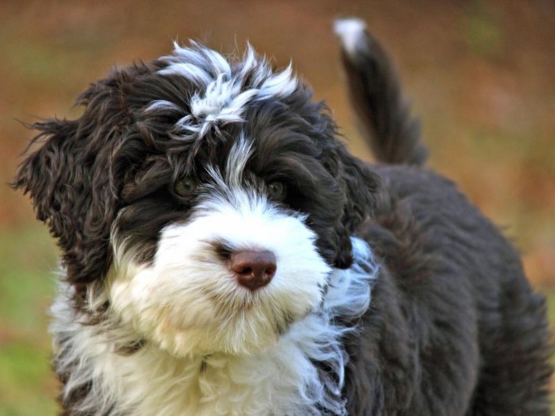 Brown and white portuguese water dog