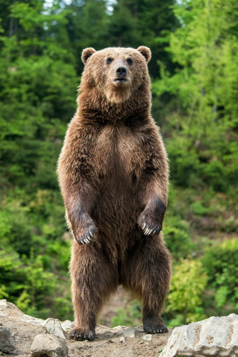 Brown bear standing