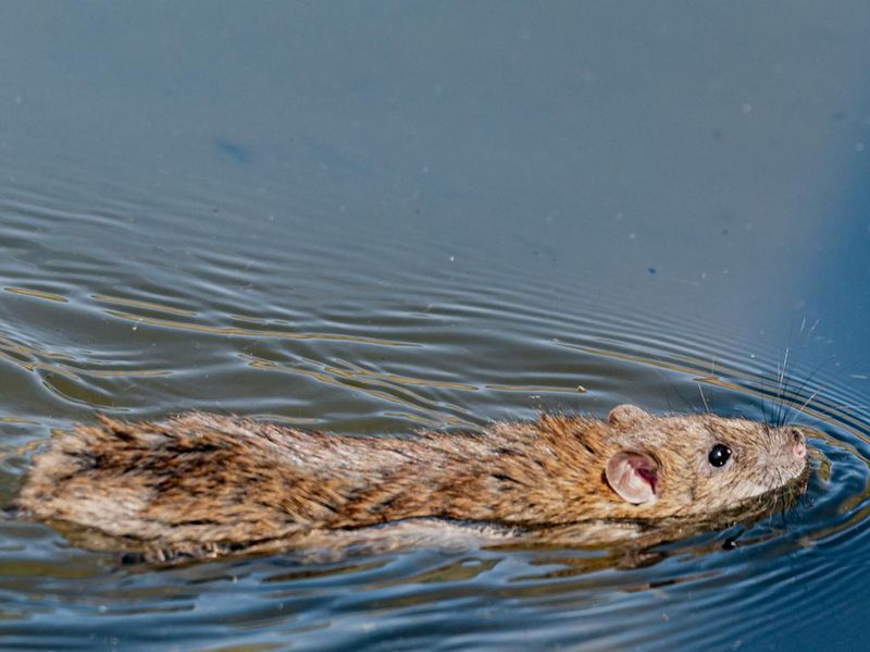 Brown rat swimming