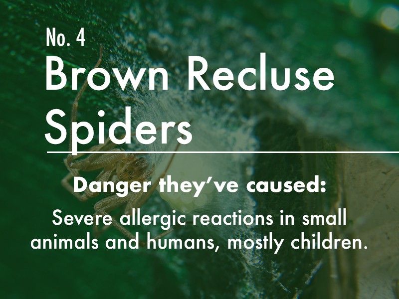 Brown Recluse Spider dangers