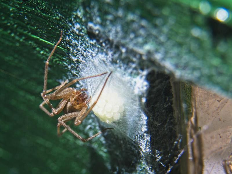Brown recluse spider watching over its eggs