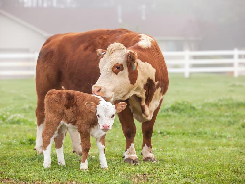 Brown & White Hereford Cow with baby